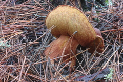 Boletus pinophilus