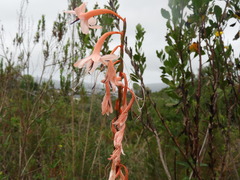 Watsonia fourcadei