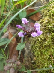 Prunella vulgaris