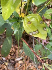 Smilax rotundifolia
