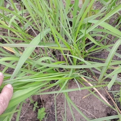 Chlorophytum angulicaule