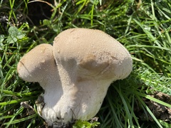 Lycoperdon excipuliforme