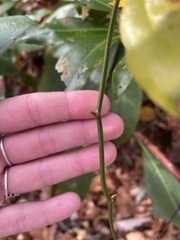 Smilax rotundifolia