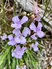 Stylidium affine
