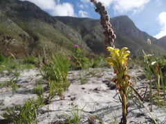 Disa sabulosa