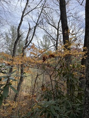 Rhododendron calendulaceum