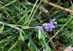 Polygala serpyllifolia