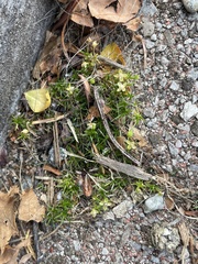 Mononeuria groenlandica