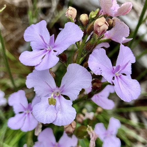 Stylidium affine (Stylidium affine)