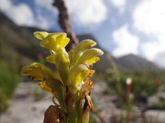 Disa sabulosa