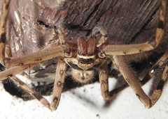 Heteropoda venatoria