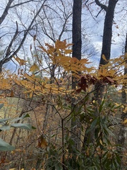 Rhododendron calendulaceum