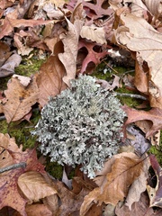 Platismatia tuckermanii