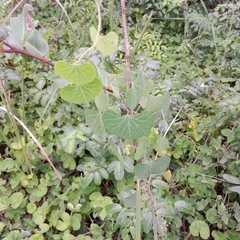 Cissampelos torulosa