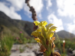 Disa sabulosa