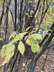 Styrax grandifolius
