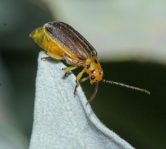 Trirhabda geminata