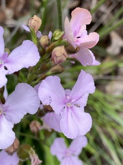 Stylidium affine