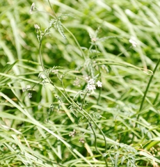 Torilis arvensis