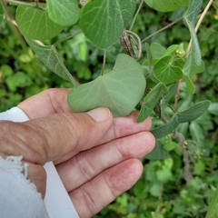 Cissampelos torulosa