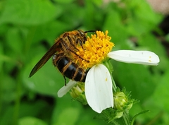 Phalerimeris phalerata