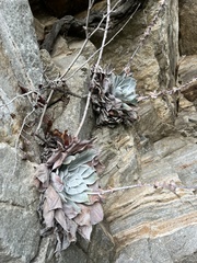 Dudleya pulverulenta
