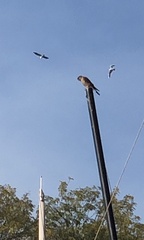 Falconiformes