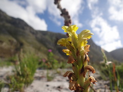 Disa sabulosa