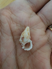 Cerithium litteratum