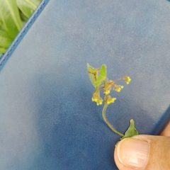 Cissampelos torulosa