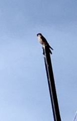 Falconiformes