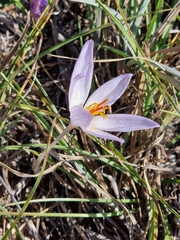 Crocus thomasii