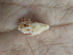 Cerithium litteratum