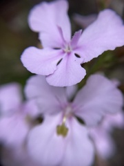 Stylidium affine
