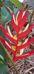 Heliconia farinosa