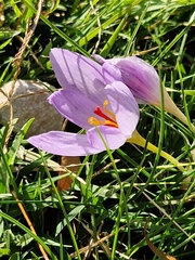 Crocus thomasii