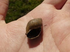 Plectostylus chilensis