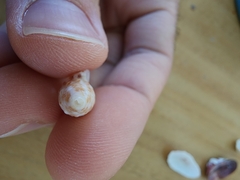 Cerithium litteratum