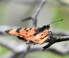 Acraea acara acara