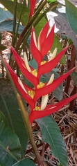 Heliconia farinosa