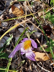 Crocus thomasii