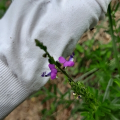 Polygala rehmannii
