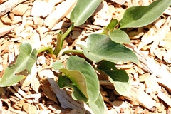 Zantedeschia aethiopica