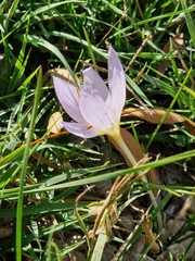Crocus thomasii