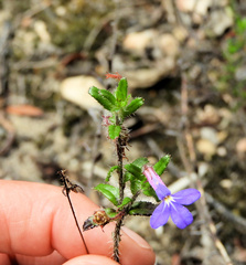 Lobelia neglecta