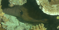Gymnothorax javanicus