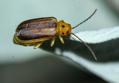 Trirhabda geminata