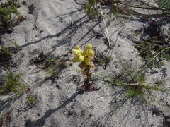 Disa sabulosa