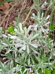 Helichrysum luteoalbum