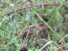 Sympetrum striolatum imitoides